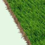 Kikuyu Grass