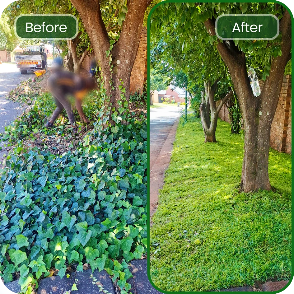 Lawnitex-before-after-gauteng-1