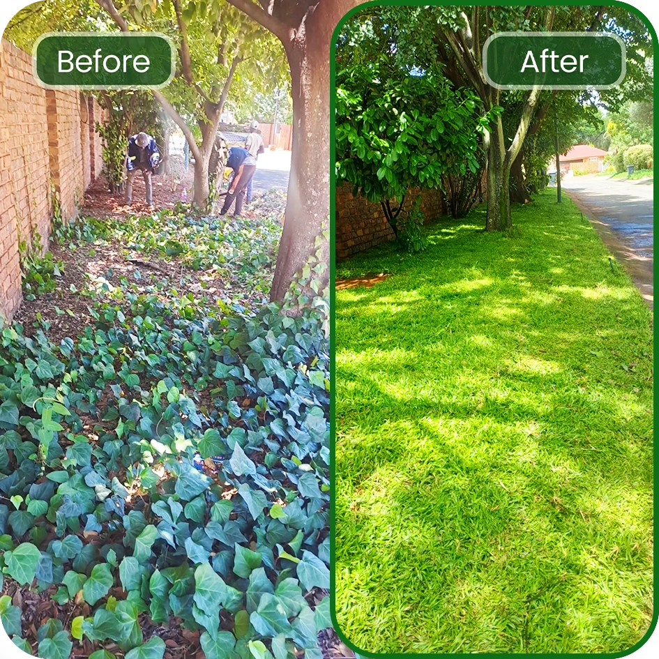 Lawnitex-before-after-gauteng-3