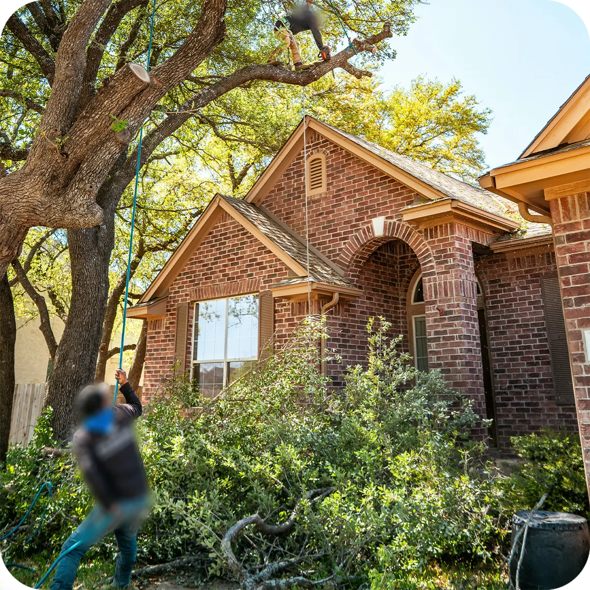 Lawnitex_tree-trimming-service